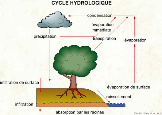Cycle hydrologique (Dictionnaire Visuel)
